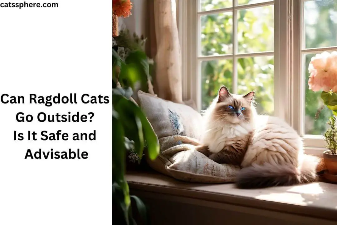 Can Ragdoll Cats Go Outside?