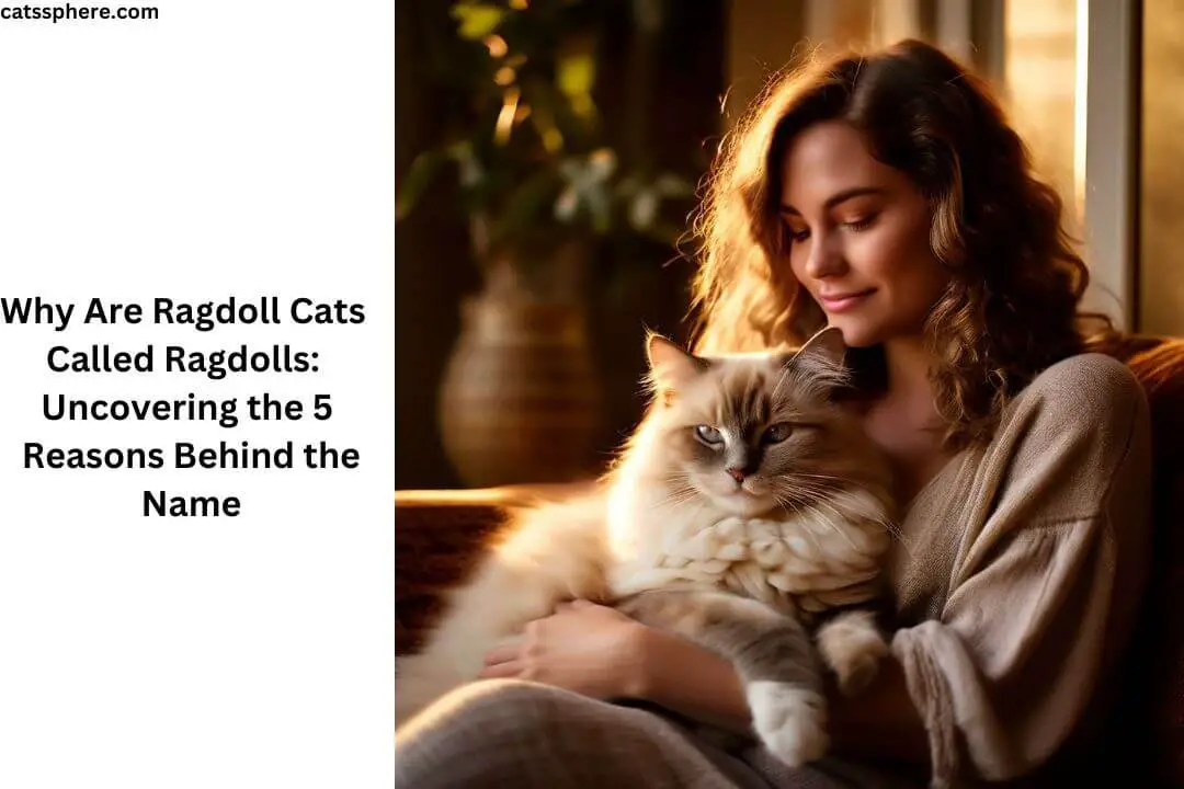 Why Are Ragdoll Cats Called Ragdolls