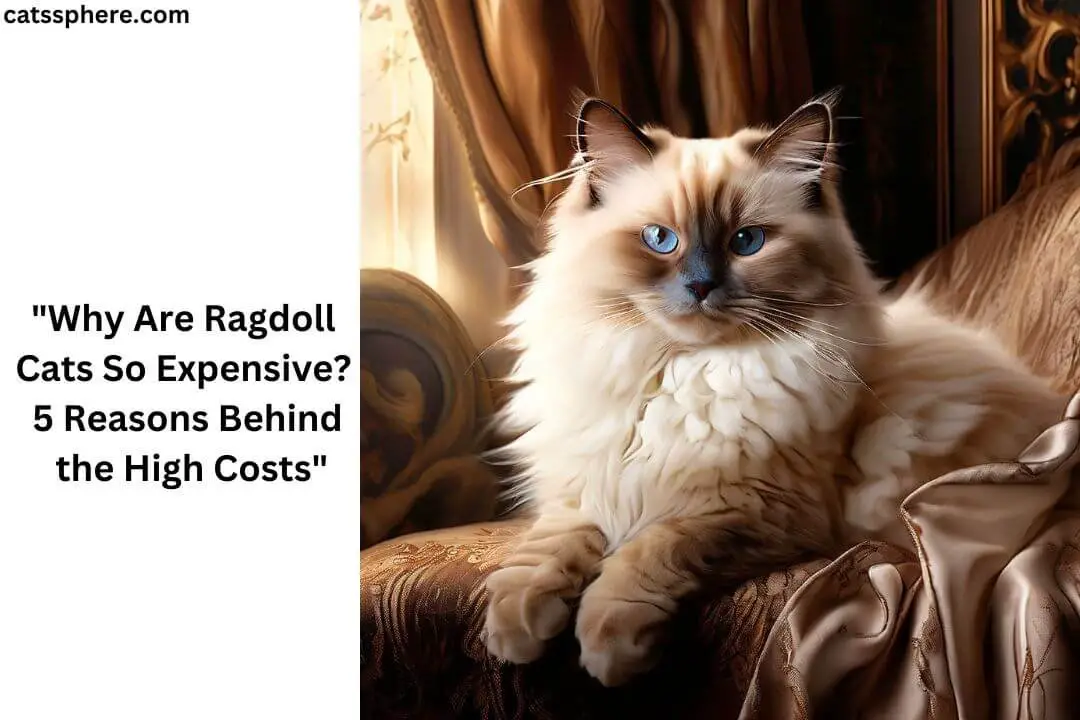 Why Are Ragdoll Cats So Expensive