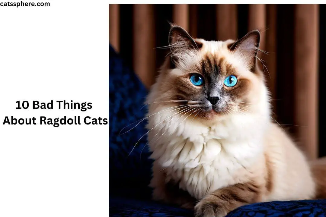 Bad Things About Ragdoll Cats