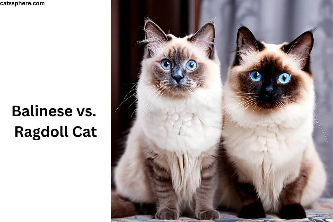 Balinese vs. Ragdoll Cat