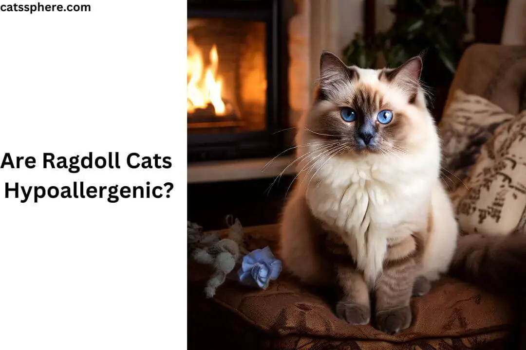 Are Ragdoll Cats Hypoallergenic? Detailed Guide 2024