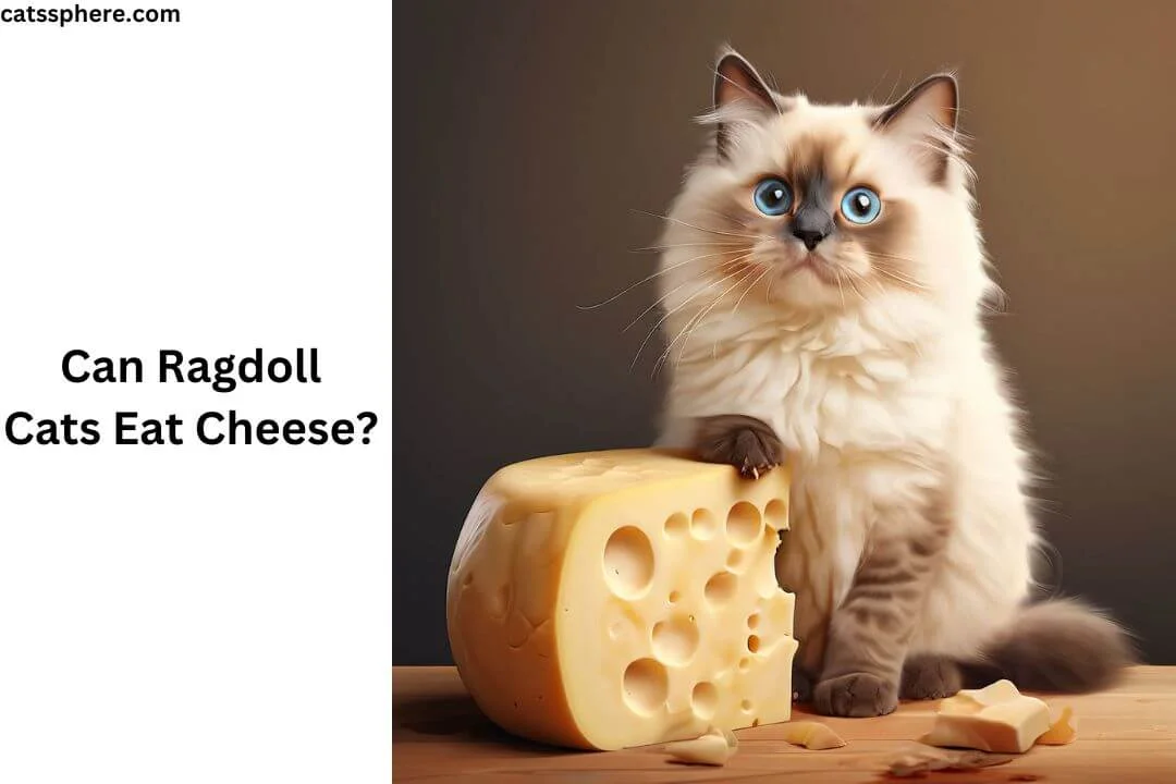 Can Ragdoll Cats Eat Cheese?