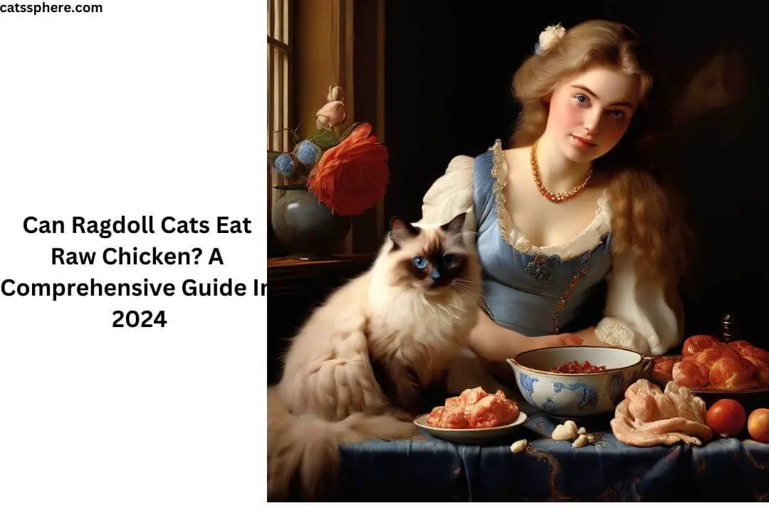 Can Ragdoll Cats Eat Raw Chicken?