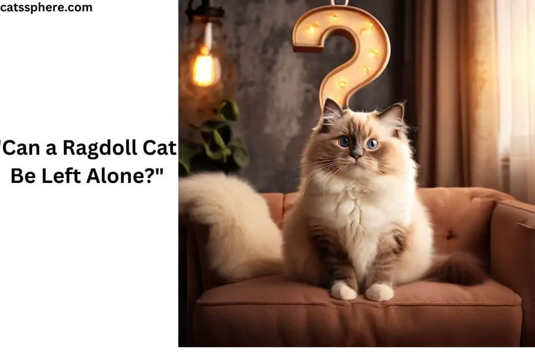 "Can a Ragdoll Cat Be Left Alone?"A Detailed Guide 2024