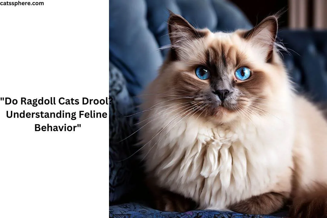 "Do Ragdoll Cats Drool? Understanding Feline Behavior"