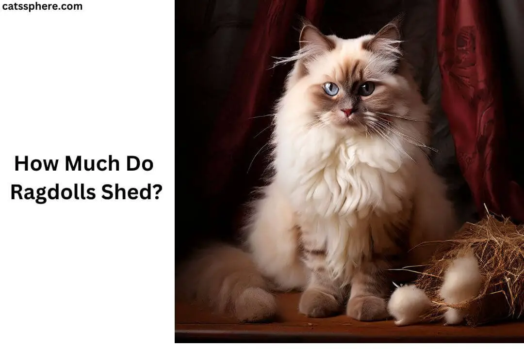 How Much Do Ragdolls Shed?