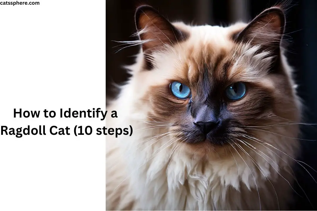 How to Identify a Ragdoll Cat (10 steps)