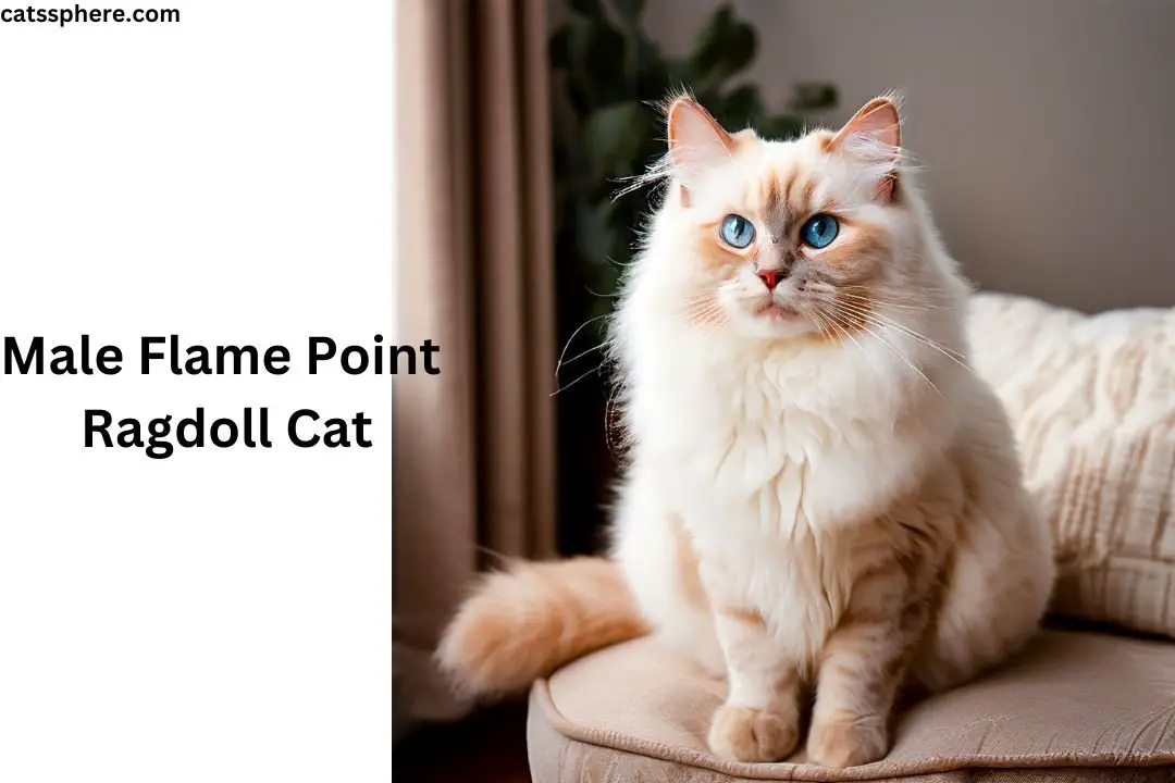 Male Flame Point Ragdoll Cat