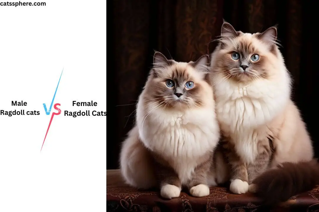 Male vs. Female Ragdoll Cats: A Comprehensive Guide In 2024