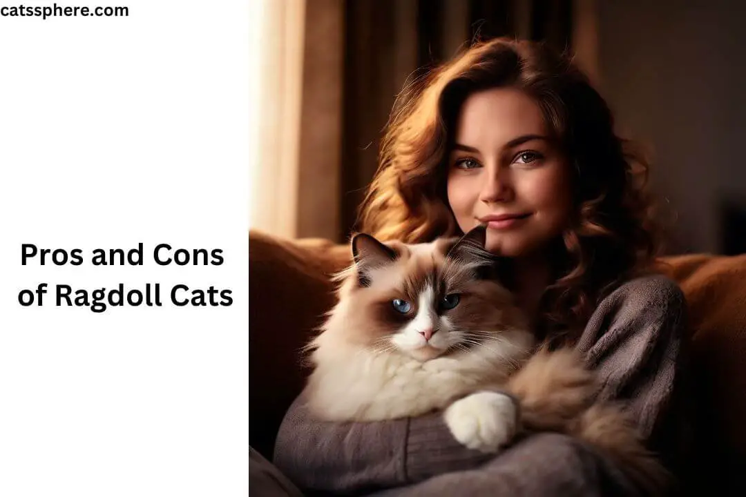 Pros and Cons of Ragdoll Cats