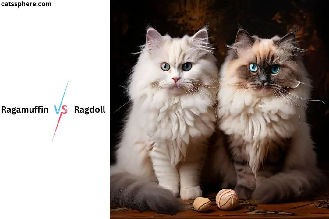 Ragamuffin vs Ragdoll