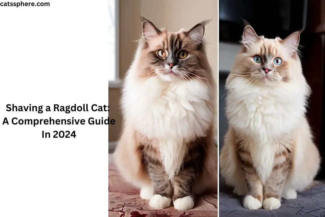 Shaving a Ragdoll Cat: A Comprehensive Guide In 2024