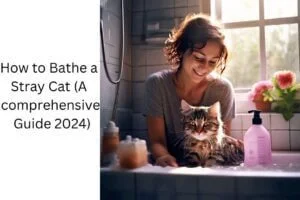 How to Bathe a Stray Cat (A comprehensive Guide 2024)