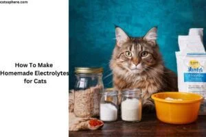 How To Make Homemade Electrolytes for Cats