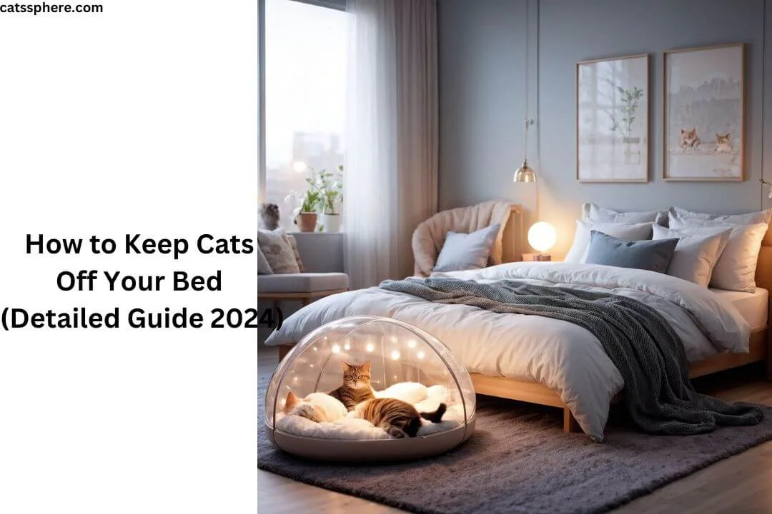 How to Keep Cats Off Your Bed (Detailed Guide 2024)