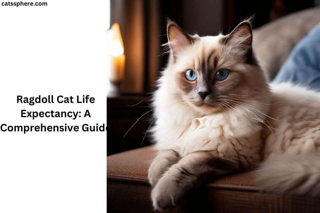 Ragdoll Cat Life Expectancy: A Comprehensive Guide