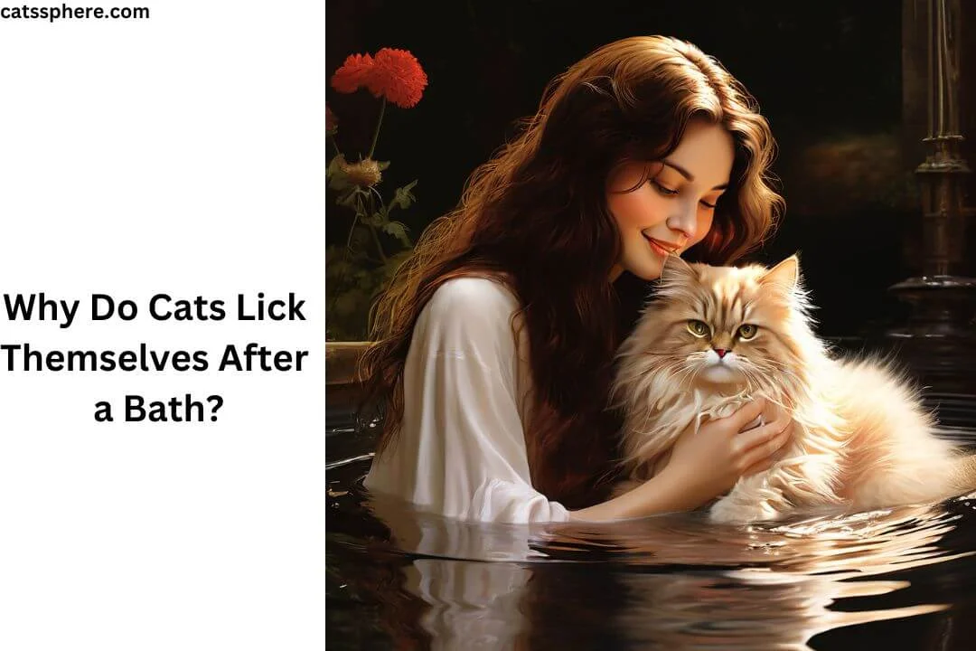 Why Do Cats Lick Themselves After a Bath?